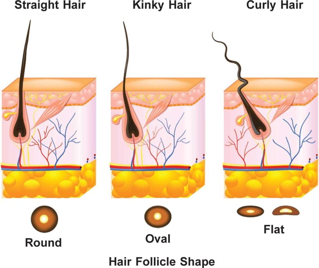 What Makes Hair of Different Types? - Sawan Books