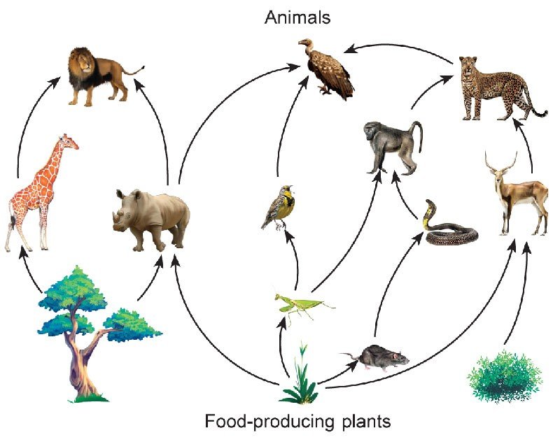 Why do living things depend on one another? - Sawan Books