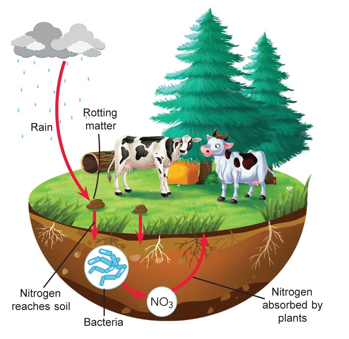 Why is nitrogen important for plants? - Sawan Books