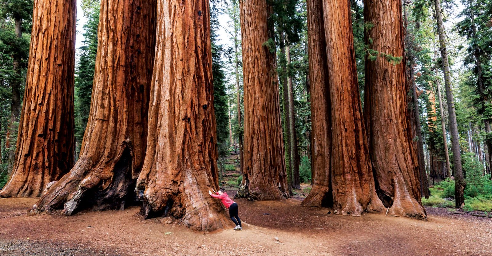 Sequoia National Park - Sawan Books