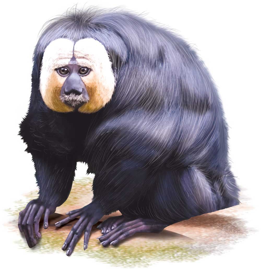 Saki monkeys wiki - Top vector, png, psd files on