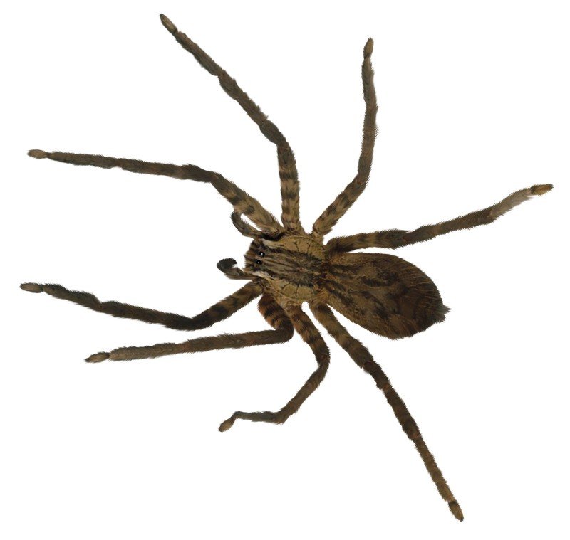 Grey House Spider - Sawan Books