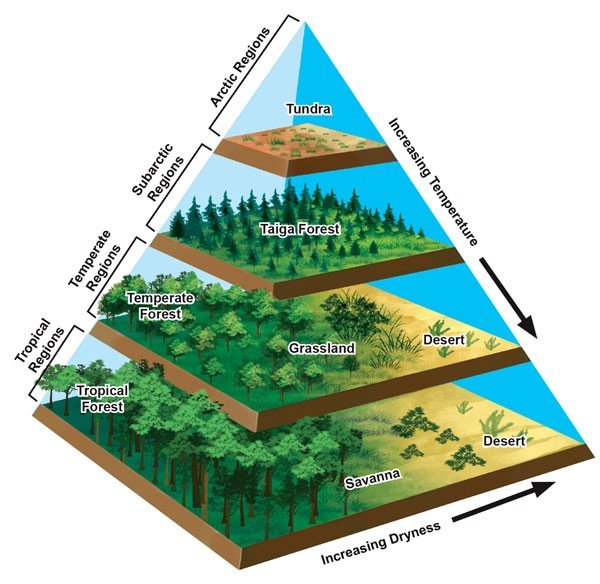 Biomes - Sawan Books