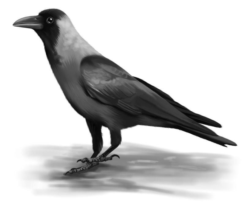 How to draw crow | Easy drawing of the 