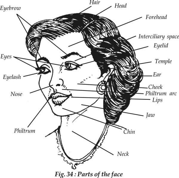 Parts of the Face - Sawan Books