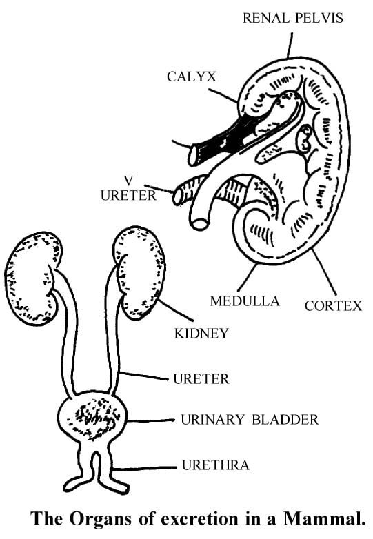Draw a labelled diagram of human excretory system - Home Work Help - Learn  CBSE Forum
