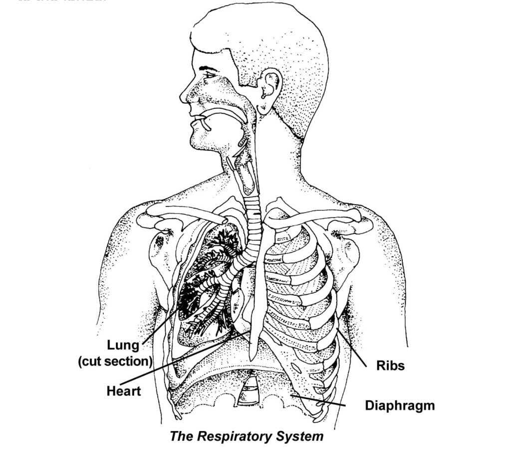 1. HUMAN BODY SYSTEM - Sawan Books