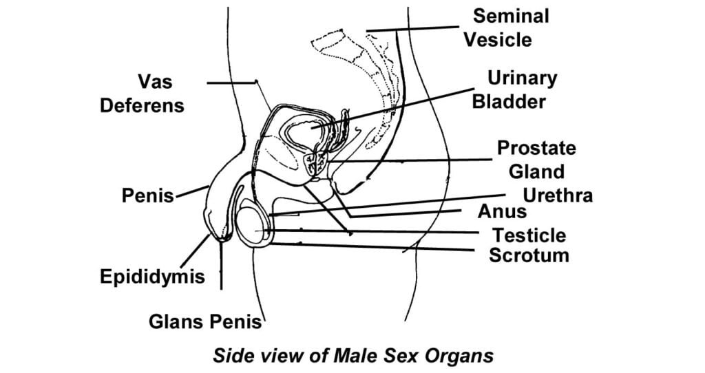 1 Human Body System Sawan Books